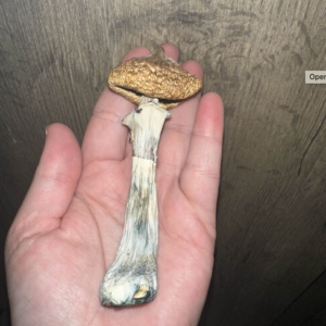 BLUE MEANIES ( psychedelic mushroom Psilocybe cubensis )