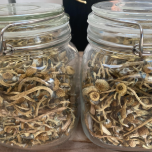GOLDEN TEACHER ( psychedelic mushroom Psilocybe cubensis )