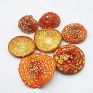 FLY AGARIC ( psychedelic mushroom Amanita muscaria)