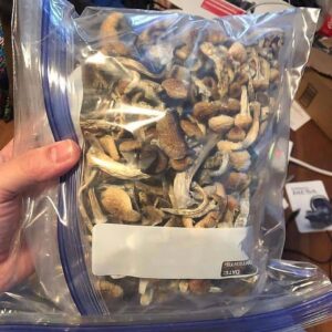 FLYING SAUCER ( psychedelic mushroom Psilocybe azurescens)