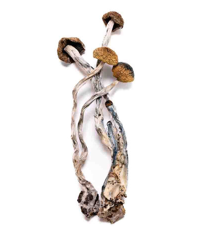 FLYING SAUCER MUSHROOM FOR SALE