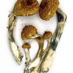 GOLDEN TEACHER ( psychedelic mushroom Psilocybe cubensis )