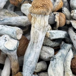PENIS ENVY ( psychedelic mushroom Psilocybe cubensis )